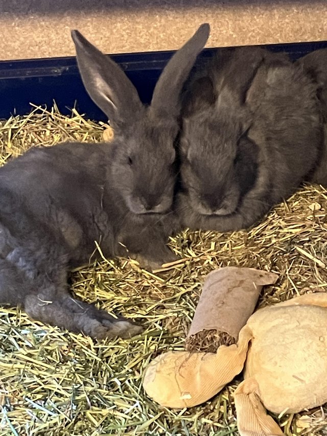 Preview of the first image of Baby Giant Rabbits *READY NOW*.