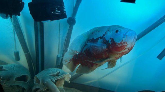 Image 2 of 2 x ALBINO TIGER OSCAR CICHLID*18cm* TROPICAL FISH AGGRESSIV