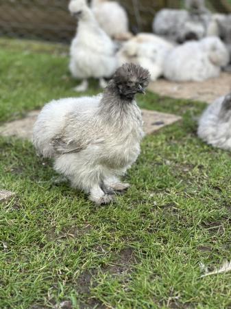Image 3 of All different coloured Silkie chicks for sale