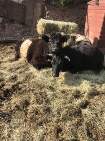 Image 2 of belted galloway and 3 dexters