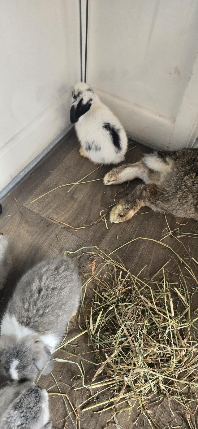 6 Baby rabbits due to be ready 14th august