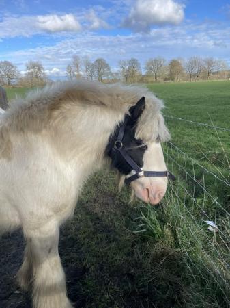 Image 1 of Lovely Male pony for sale