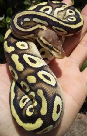Image 3 of Royal python collection for sale
