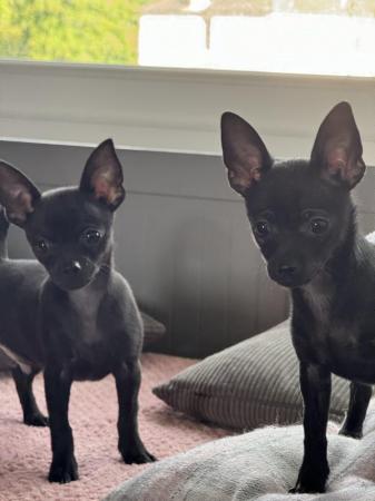 Image 7 of 2 rare solid black male chihuahua puppies ready now!