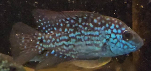 Image 7 of Unfaded Super Red Texas Cichlids