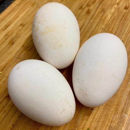 Image 1 of Dewlap Toulouse Goose Eggs