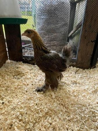 Image 3 of We have young hens available various breeds