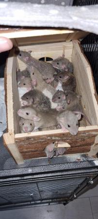 Image 2 of 100% tame baby rats. Guaranteed!!