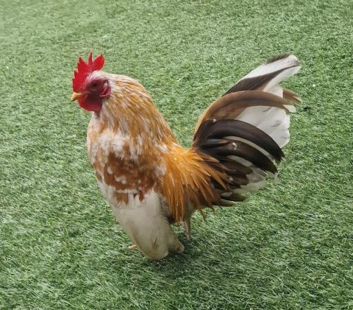 Image 3 of Serama chicken & Coop for sale