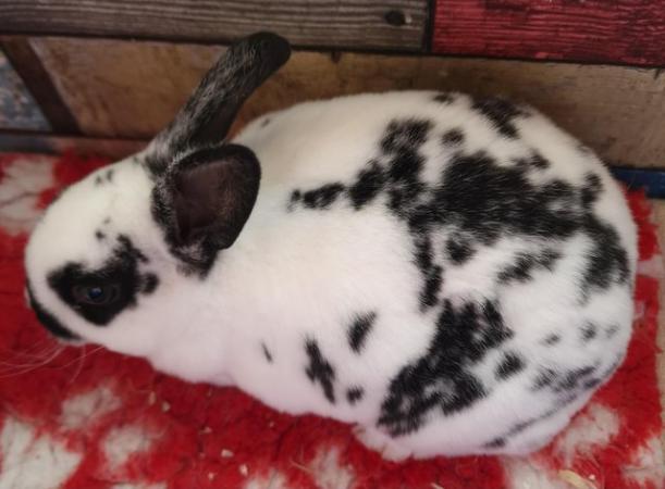 Image 4 of Mini rex kits looking for new homes