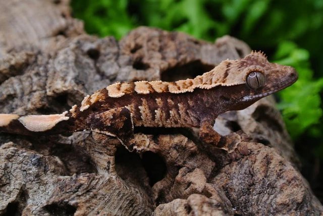Image 3 of Stunning crested gecko hatchling with Tikis Geckos lineage