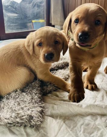 Image 15 of Labrador Puppies, KC Registered, Helsby , Cheshire