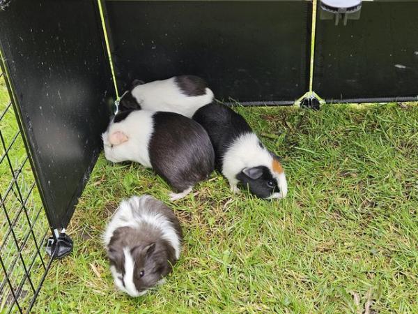 Image 1 of Baby boy and girl guinea pigs looking for homes
