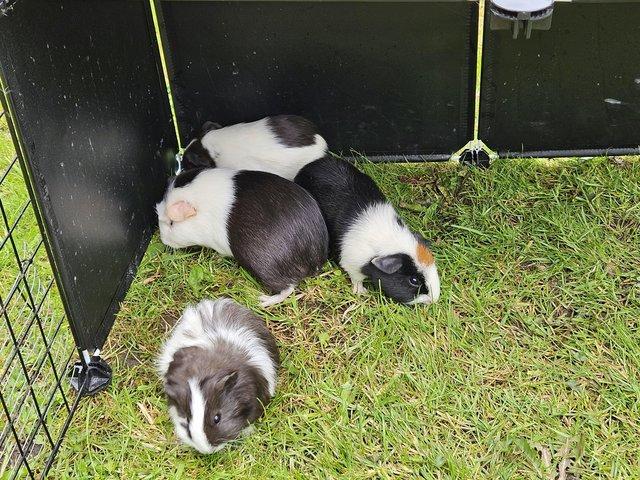Preview of the first image of Baby boy and girl guinea pigs looking for homes.