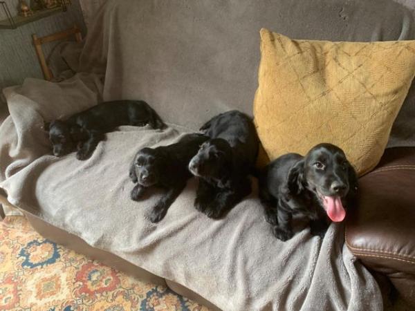 Image 3 of Cocker spaniel puppies for sale *ready to leave*