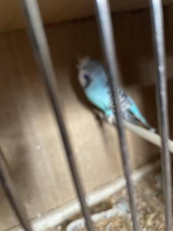 Image 6 of Budgies for sale around 12 months old