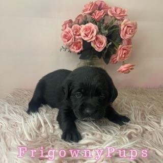 Image 6 of Top Quality Classic Black Labrador Puppies
