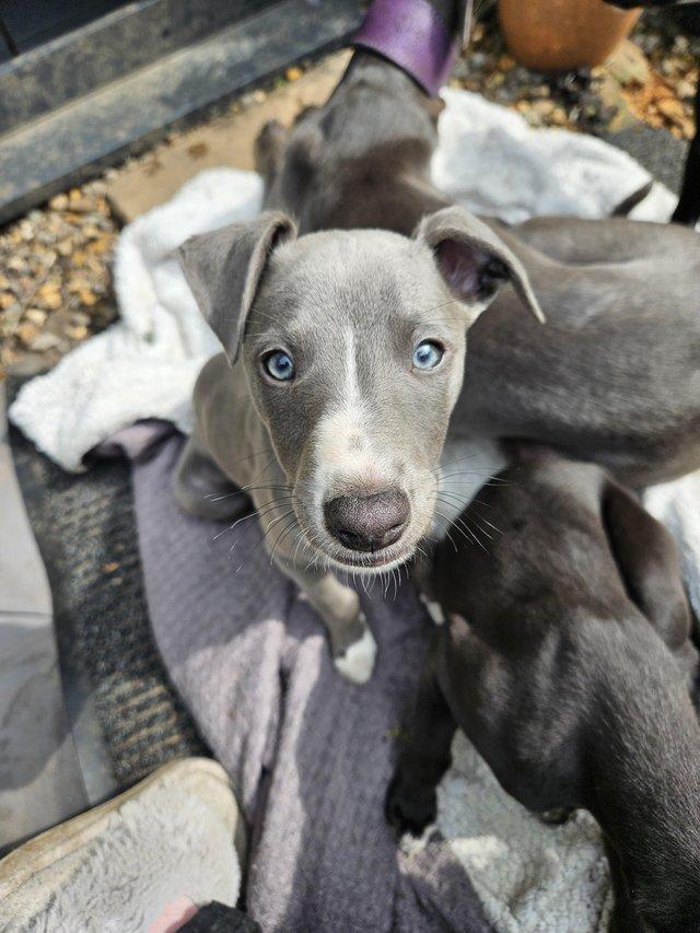 Preview of the first image of 8 week old KC pedigree whippet puppies.