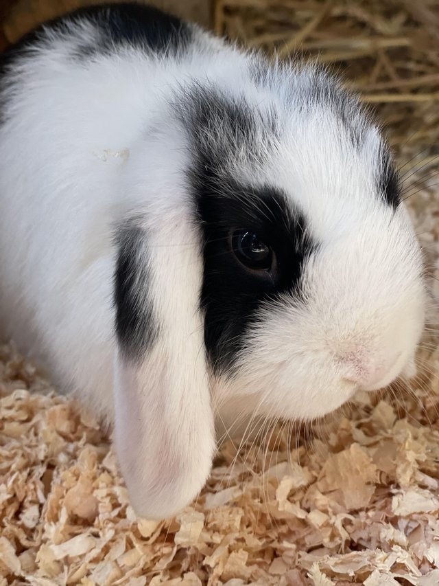 Preview of the first image of Beautiful mini lop buck for sale.