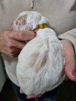 Image 7 of KC registered Cocker Spaniel pups for sale