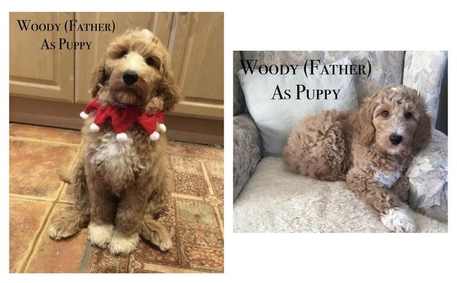 Image 18 of Goldendoodle Puppies for sale