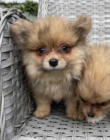 Image 2 of Pomeranian Puppies Ready now only 2  Boys
