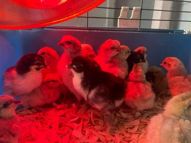 Preview of the first image of Beautiful day old chicks available.