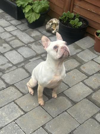 Image 1 of 2 years and 5 months french bulldog male