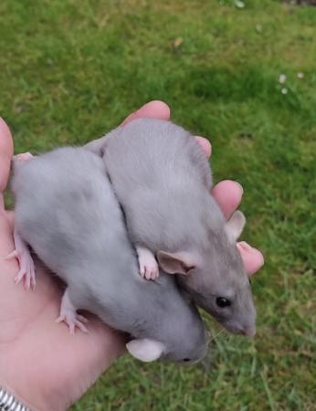 Image 1 of Baby Dumbo eared rats now ready to go now