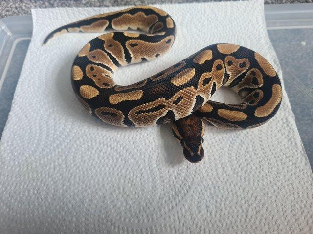 Preview of the first image of YellowBelly Ball Python - Male CB23.