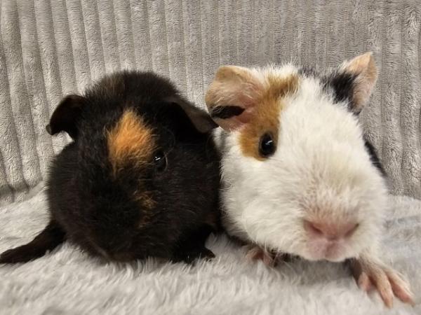 Image 2 of Sow guinea pigs, Teddies ready to go now