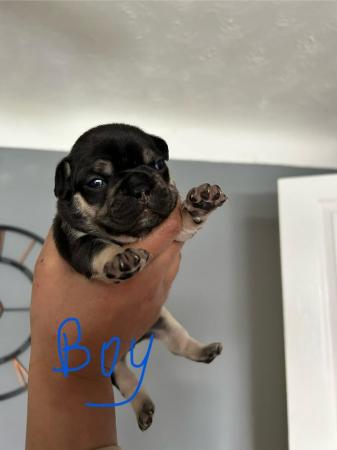 Image 14 of KC registered French Bulldogs