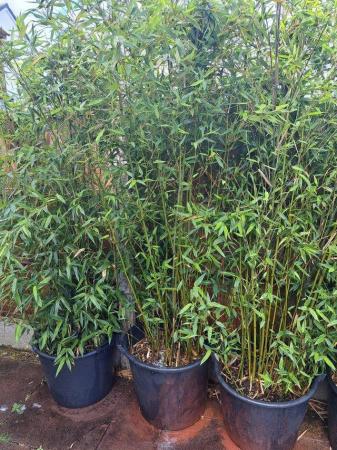 Image 2 of bamboo big pot grownpholostachys bissiti 65 to 85 litre
