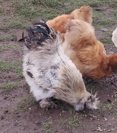 Image 7 of Excellent Quality, Gorgeous Silkie Cockerels.
