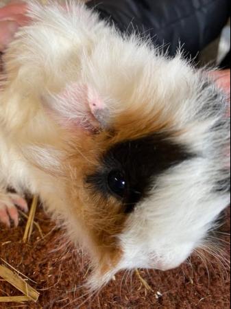Image 3 of Beautiful female guinea pigs 3 months old