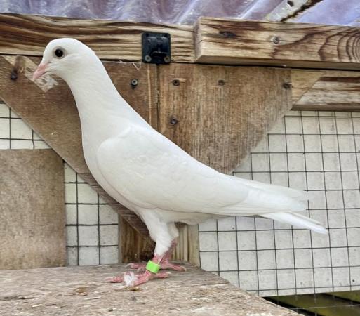 Image 5 of Pure White Garden Doves