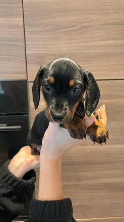 Image 1 of READY NOW Dachshund pups x2 black & tan males
