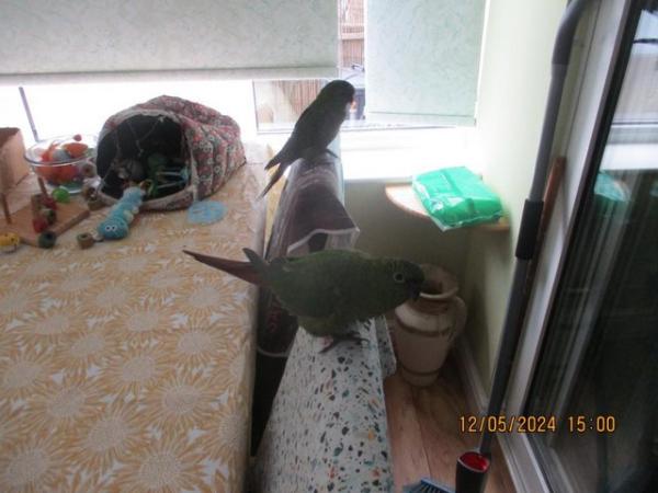 Image 7 of 2 x Austel conures. very tame