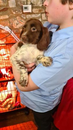 Image 17 of Stunning KC Reg ESS puppies 134 FTCh & 59 FTW's  in 5 genera