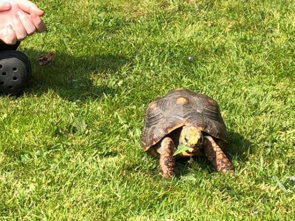Image 5 of Adult female red foot tortoise