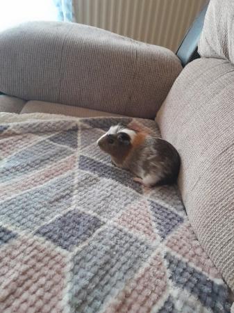 Image 5 of 2 year old female guinea pig with indoor cadge