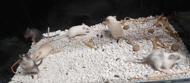 Image 5 of Baby Gerbil's , Males and Females