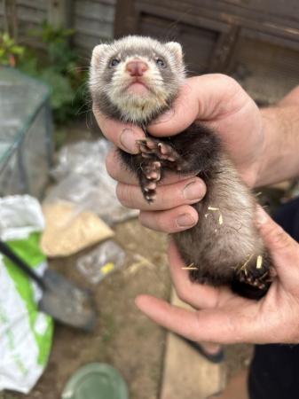 Image 3 of Ferrets For Sale - Bucks & Does