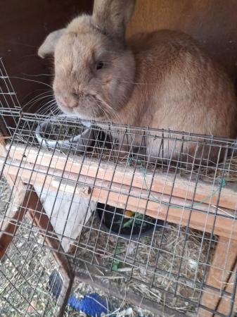 Image 5 of Dwarf Lop Rabbit for sale