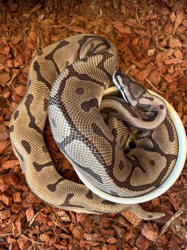 Preview of the first image of Adult proven male leopard mojave spider ball python.