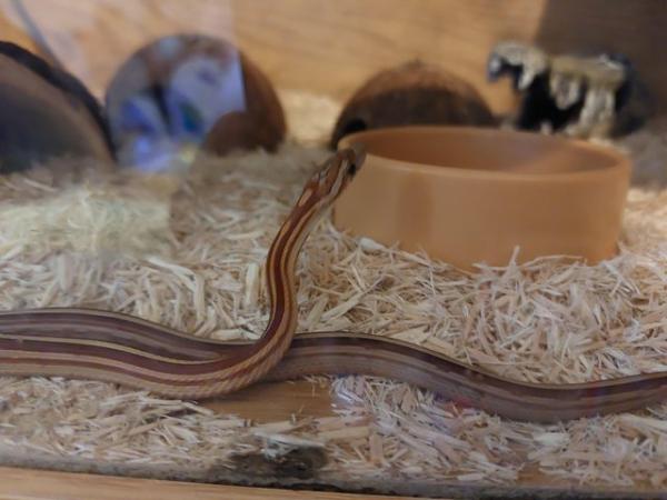 Image 1 of 2 beautiful corn snakes with vivs