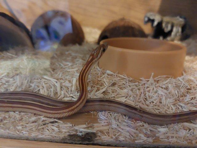 Preview of the first image of 2 beautiful corn snakes with vivs.