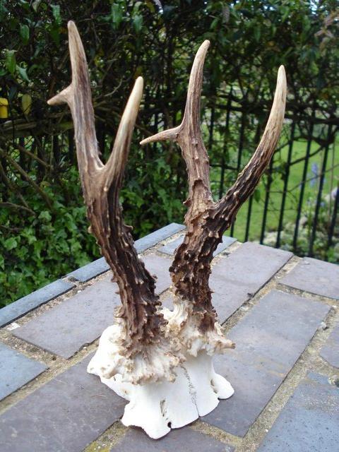 Preview of the first image of ROEBUCK ANTLERS 6 POINTS.