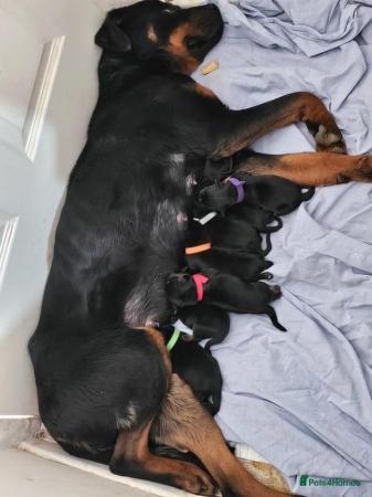 Image 4 of **READY NOW** Stunning Rottweiler Puppies