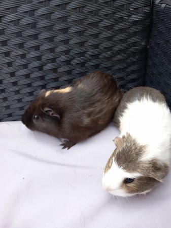 Image 5 of 3 baby girl guinea pigs ready to leave